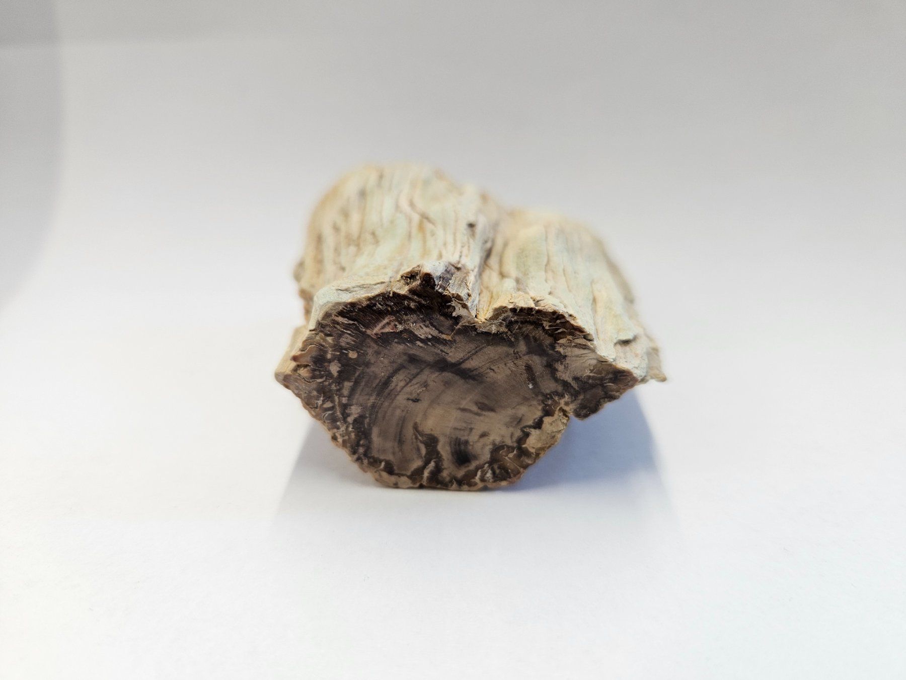 Fossili: Holz - Holzstämmchen versteinert - Madagskar – Usato da Heiden venduto da mats10 6