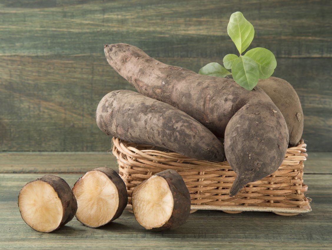 Pflanzen & Samen: YACON Poire de terre sucrée 5x – Neu (gemäss Beschreibung) aus Bremblens von FIBONACCI369