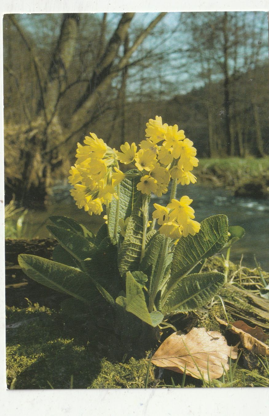 Cartoline postali: 10 Schöne Blumenkarten – Usato da Lumbrein venduto da made02 1