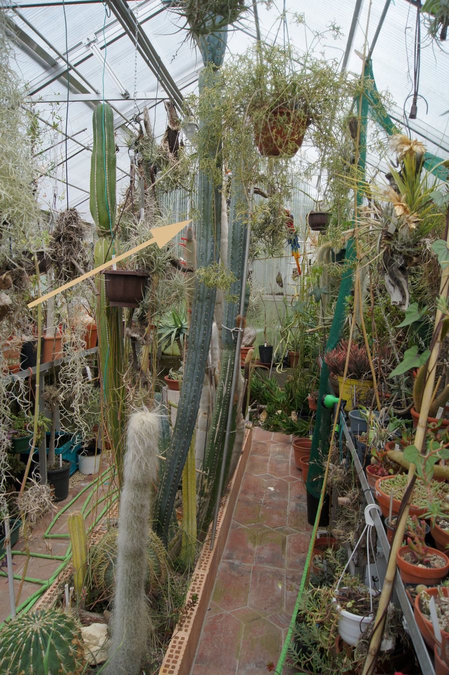 Plantes & graines: Cereus peruvianus – Kopfstück – D'occasion à Geroldswil par botanicals 2