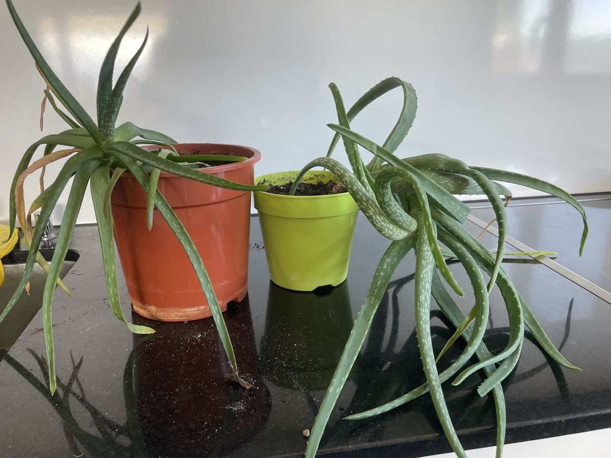 Pflanzen & Samen: 2 Aloe Vera Pflanzen – Gebraucht aus Thalwil von Andieg