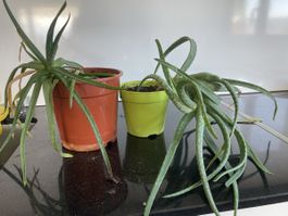 2 Aloe Vera Pflanzen