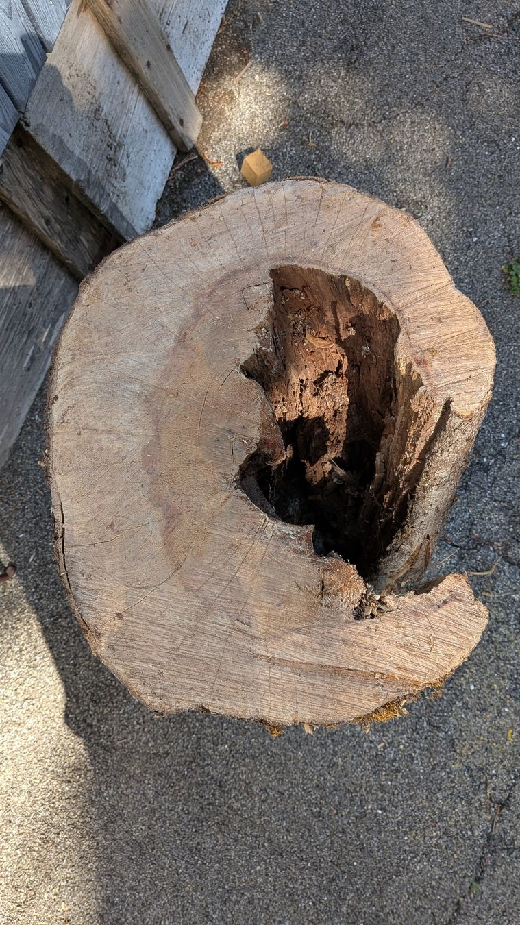 Articoli in legno: Birnbaum Stamm hohl – Nuovo (secondo la descrizione) da Wattwil venduto da Woodbender 1