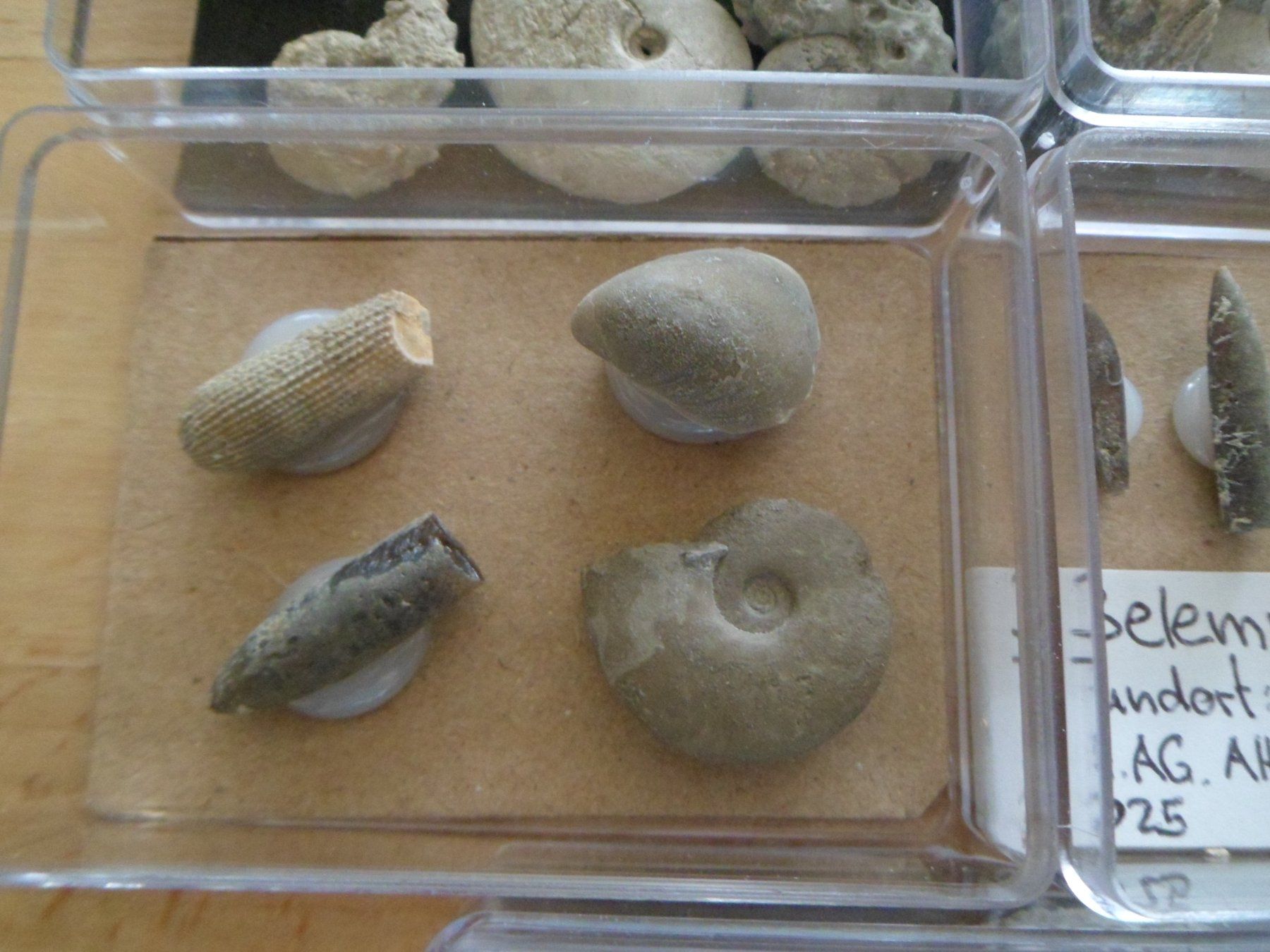 Fossiles: Fossilien Sammlung in 8 Böxli Schweiz – D'occasion à Affoltern am Albis par Fossil60 4