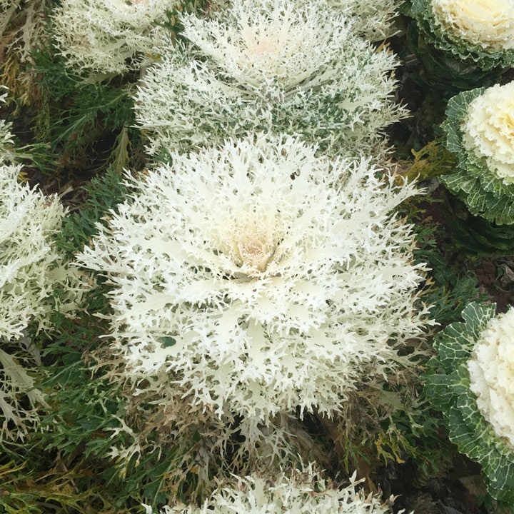 Piante & sementi: 40 Samen WHITE PEACOCK Zierkohl – Nuovo (secondo la descrizione) da Ehrendingen venduto da VerveinaSamen