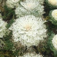 40 Samen WHITE PEACOCK Zierkohl