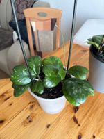 Wunderschöne Hoya Deykeii für Ihr Zuhause! Seltenheit