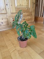 Monstera adansonii Zimmerpflanze mit Rankstab grün
