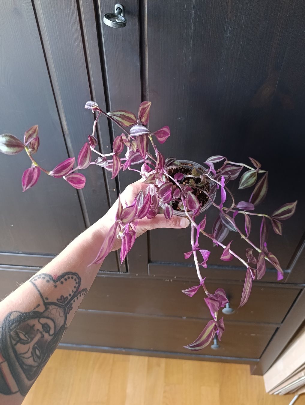 Piante & sementi: Tradescantia Zebrina – Nuovo (secondo la descrizione) da Baar venduto da L.isa28 3