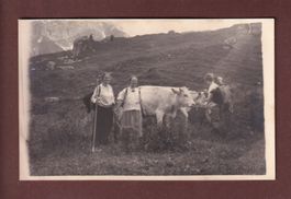 Photo - RANDONNEURS avec VACHES