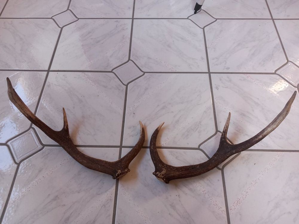 Abwurfstangenpaar vom Hirsch, sehr schön gewachsen | Kaufen auf Ricardo