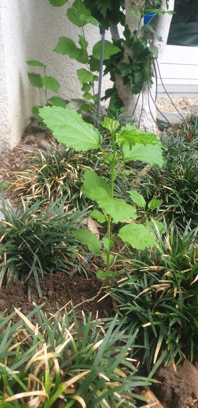 Piante & sementi: Hibiskus – Nuovo (secondo la descrizione) da Wollerau venduto da Hansjuerg2 1