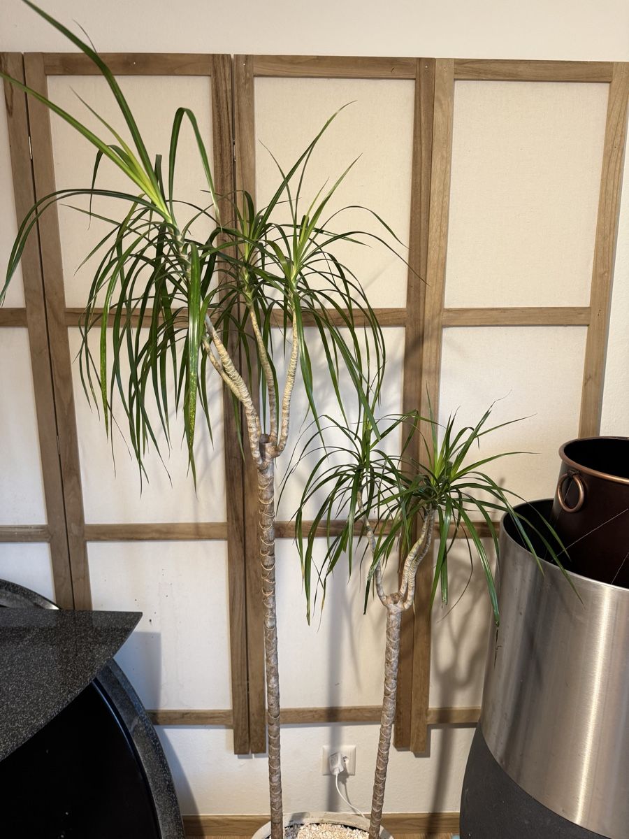 Piante & sementi: Grosse Palme/Drachenbaum 180cm  – Usato da Rümlang venduto da Gruseh.ch 2