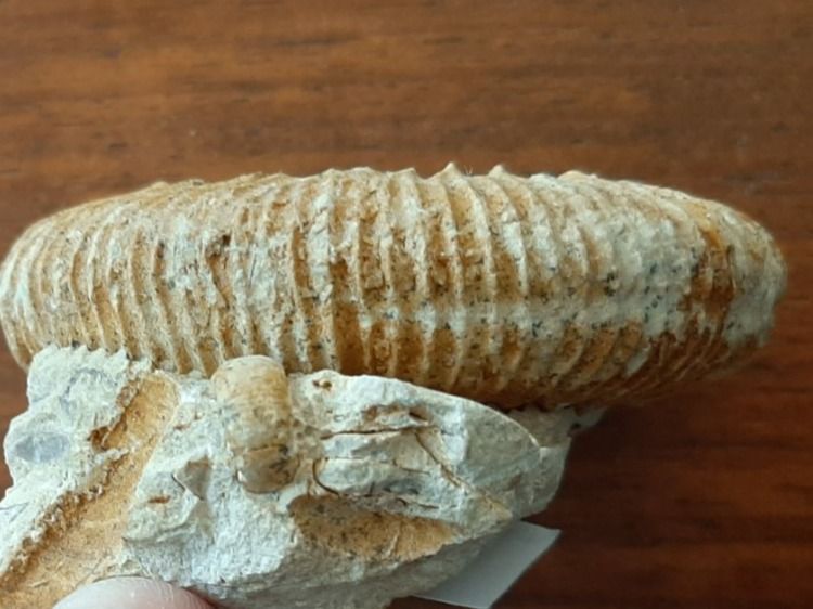 Fossili: "kranker" Ammonit Frankreich – Usato da Rickenbach BL venduto da Oktober68 2