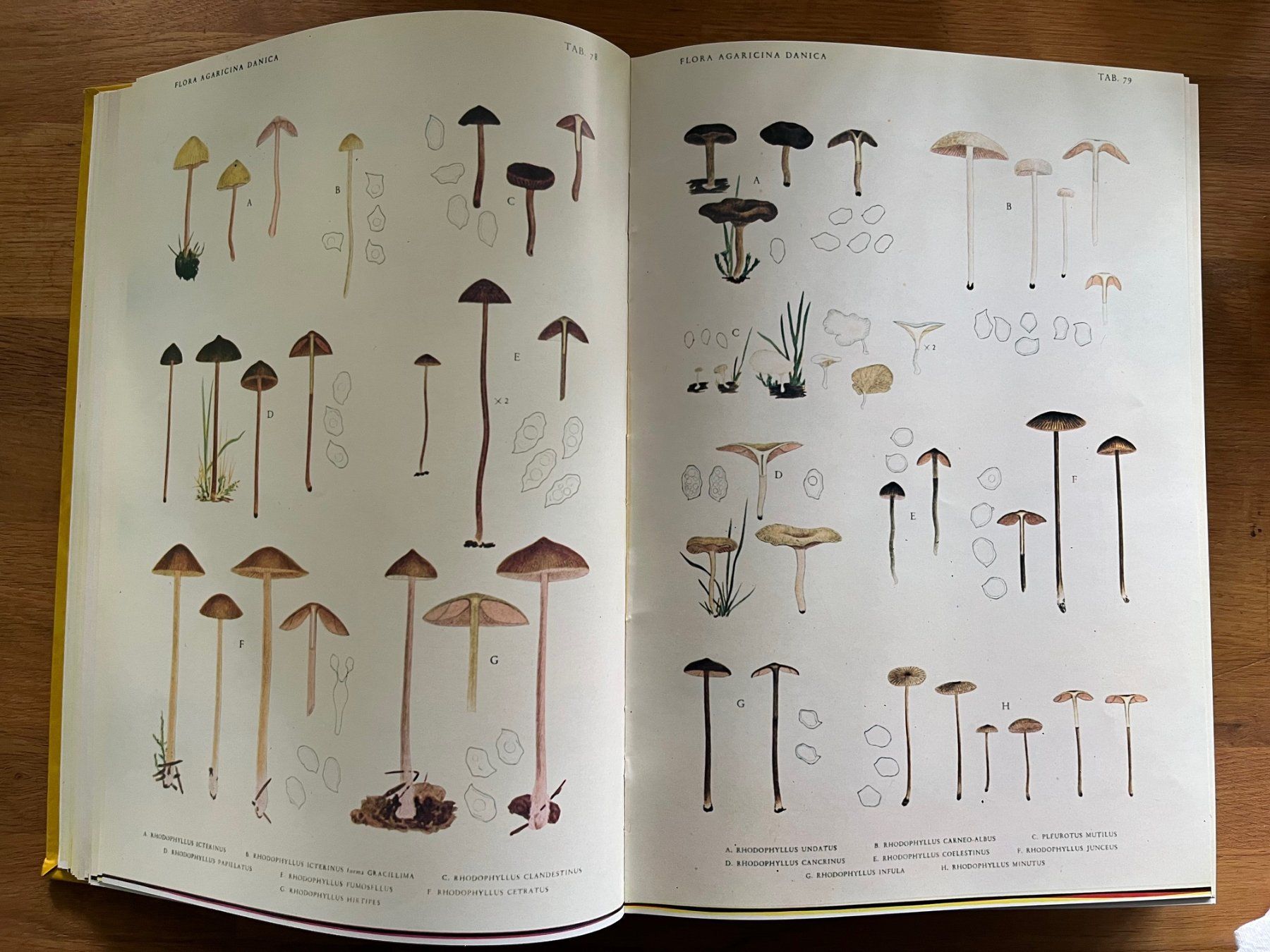 Libri: Jakob E. Lange   Flora Agaricina Danica – Usato da Laufen venduto da Nuria44 8