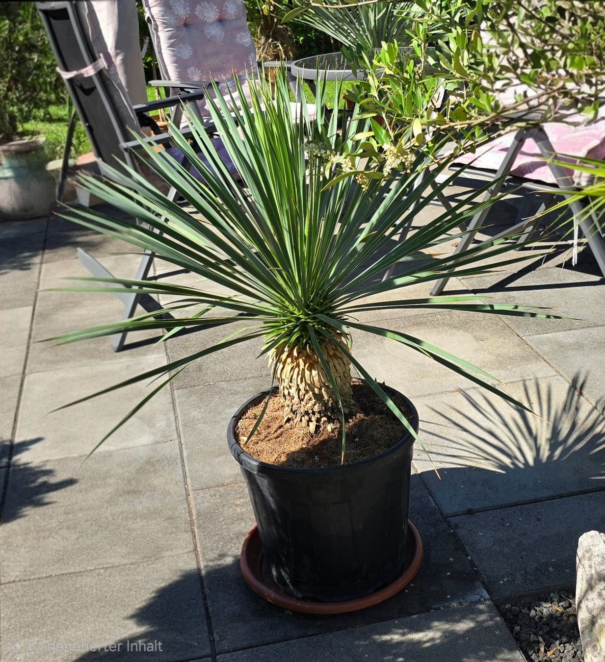 Pflanzen & Samen: Wunderschöne Yucca Rostrata – Gebraucht aus Aarburg von popkorn65 4