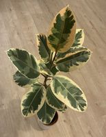 Ficus Tineke Gummibaum panaschiert/ variegiertt