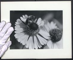 Fotografie Mikroaufnahme Biene holt sich