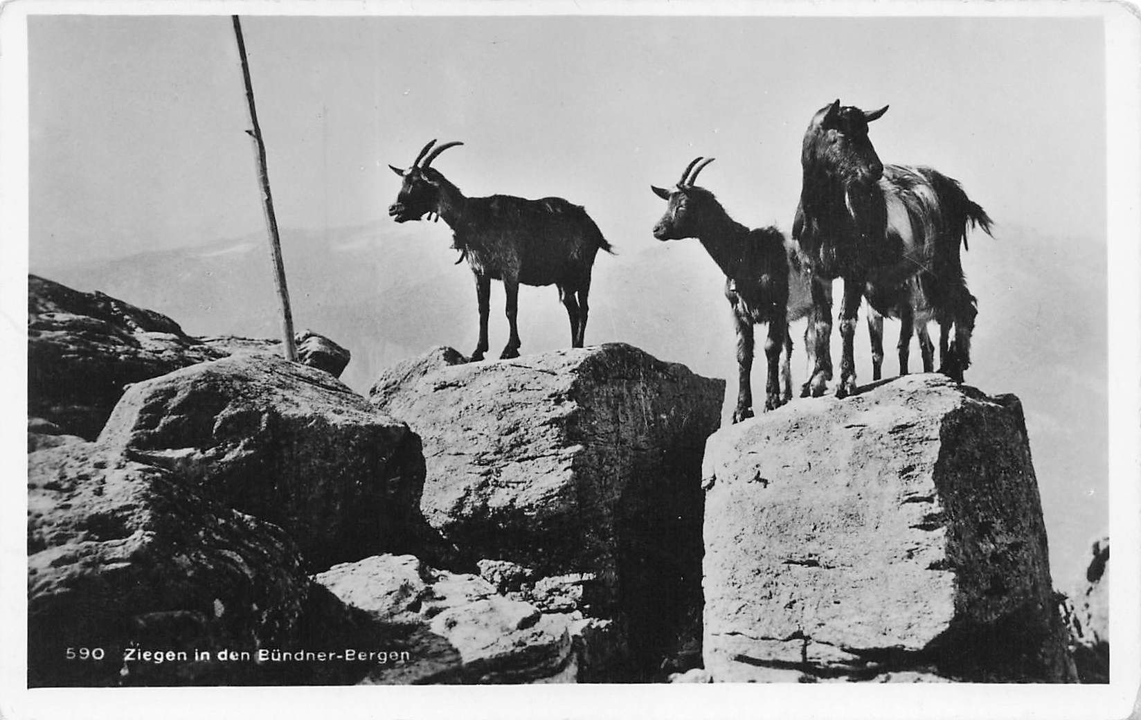 Cartoline postali: Ziegen den Bündner bergen – Usato da Biasca venduto da Blenio71