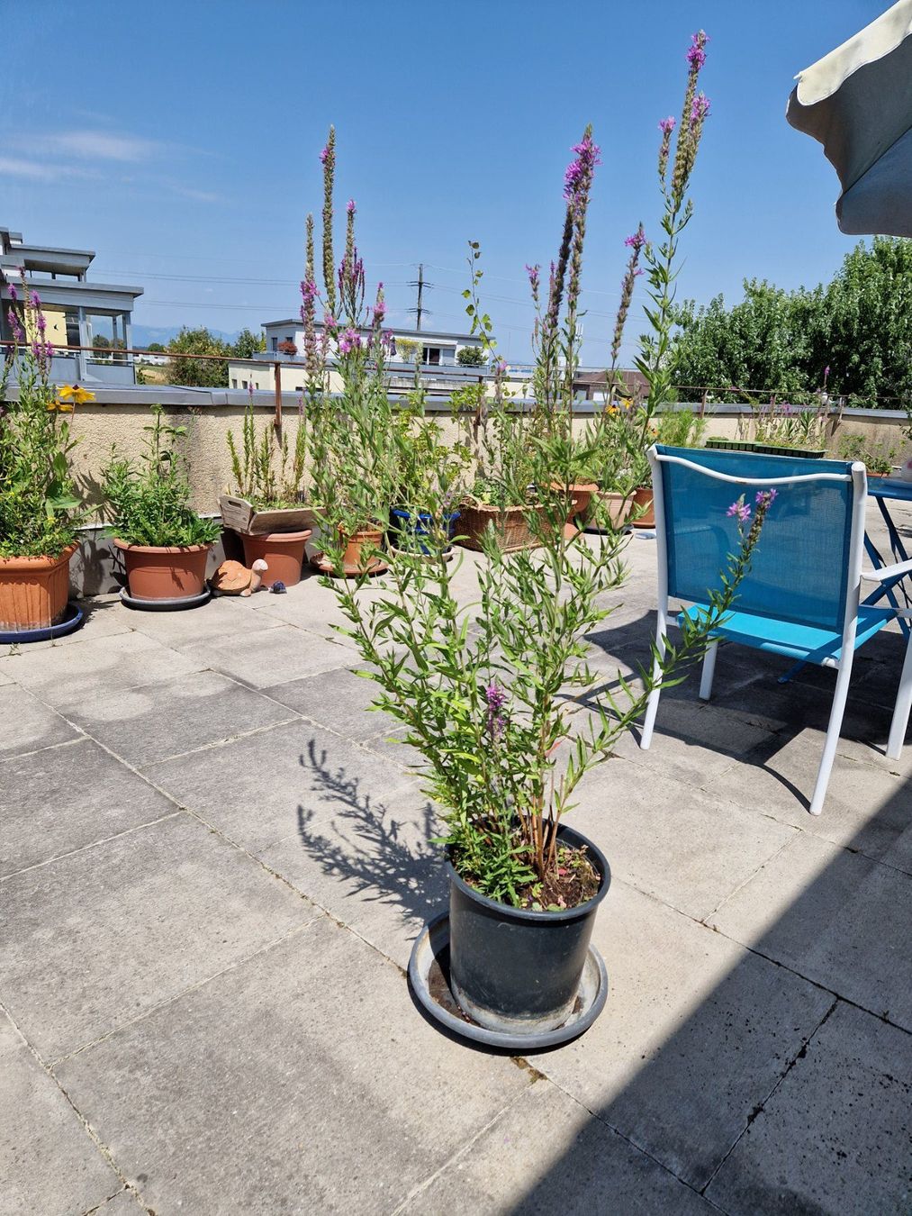 Piante & sementi: Balkon-/Gartenpflanze: Blutweiderich – Usato da Münchenbuchsee venduto da Aare22 3