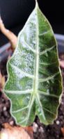 🤩Alocasia Polly Rhizom 