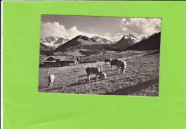 16856 SchwendenGrimmialp-weidende Kühe--E.Gyger