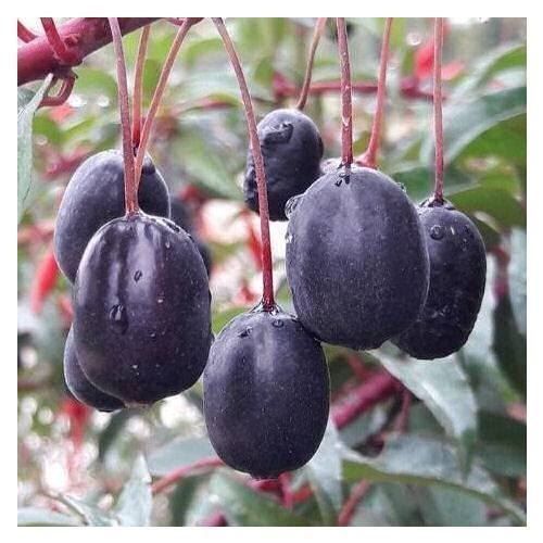 Piante & sementi: Fuchsia royal comestible  RARE  2x – Nuovo (secondo la descrizione) da Bremblens venduto da FIBONACCI369 3