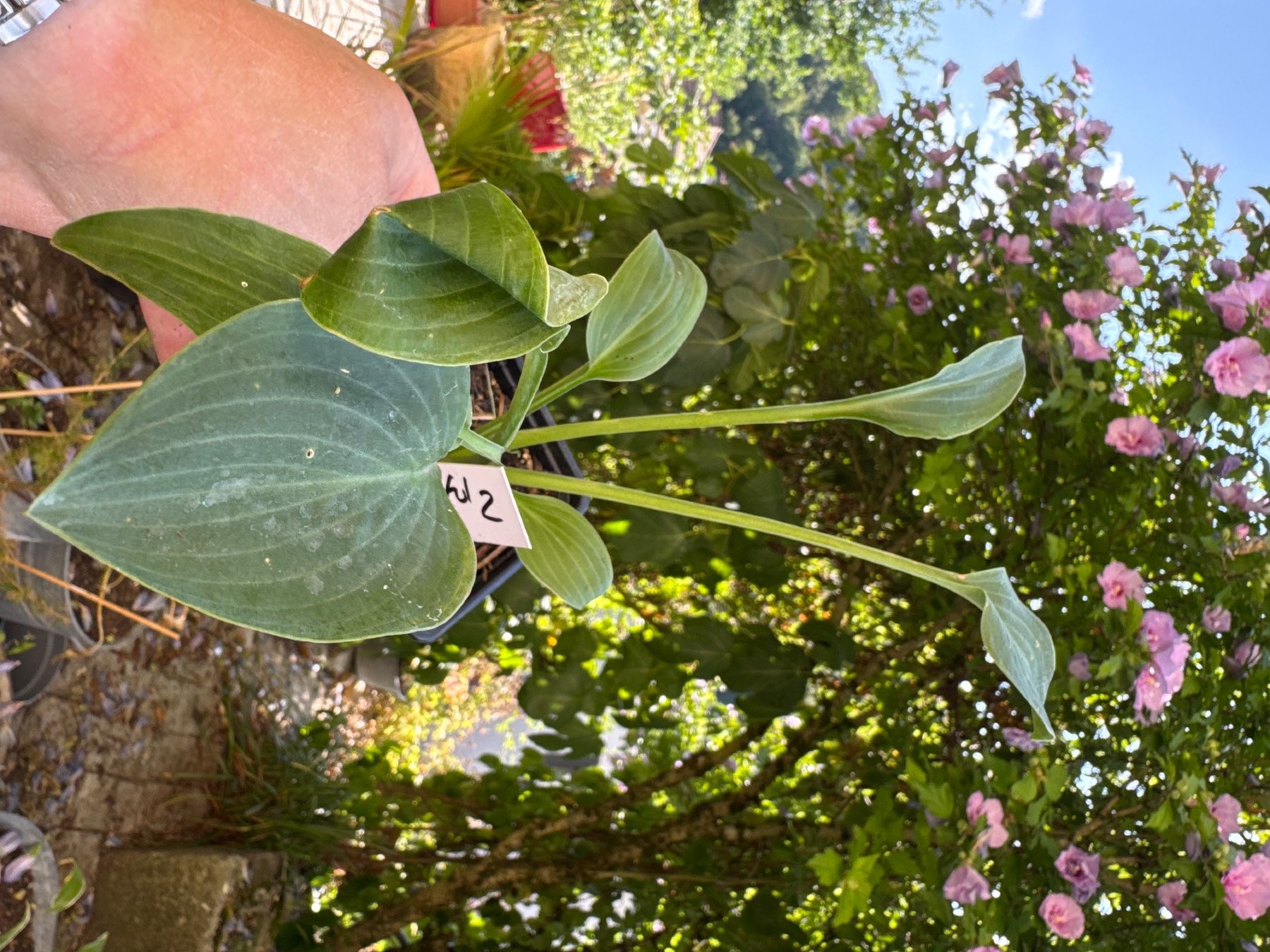 Piante & sementi: Hosta bashful 2 – Usato da Lajoux JU venduto da Briard0 1