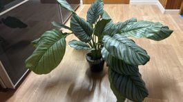 Zimmerpflanze Calathea Orbifolia im Topf, künstlich,