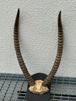 Wasserbock Geweih