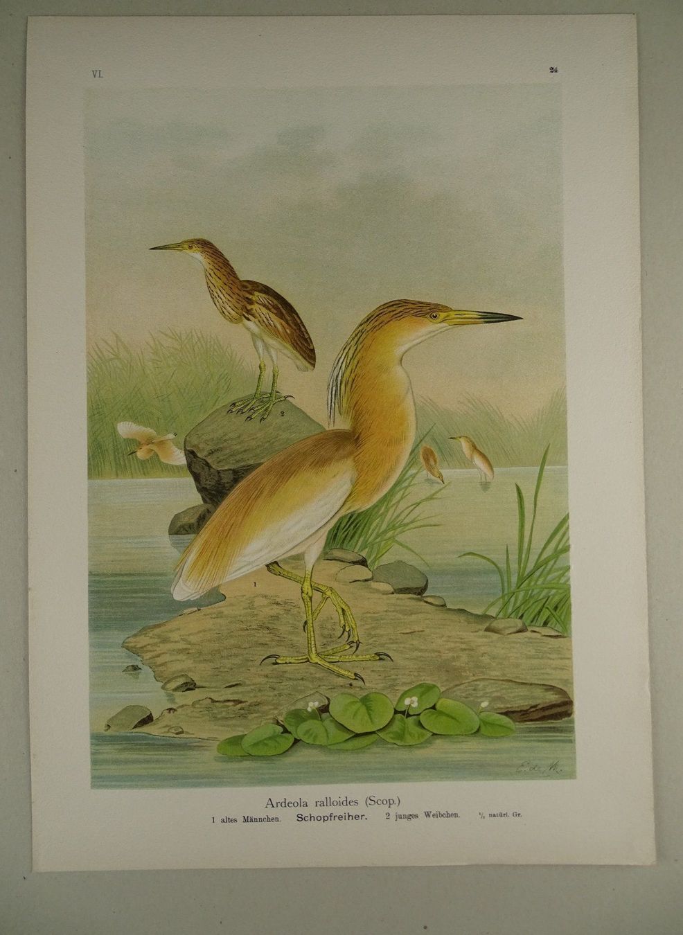 Incisioni: SCHOPFREIHER, CHROMOLITHOGRAPHIE UM 1900 – Usato da Grüningen venduto da Kartensammler 1
