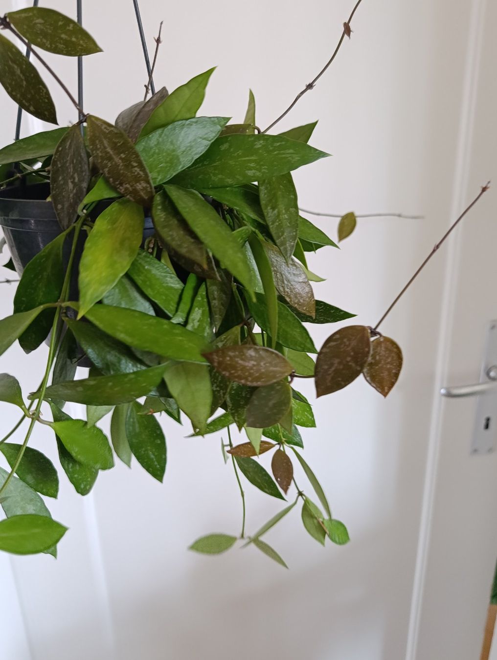 Piante & sementi: Hoya Gracilis – Usato da Baar venduto da L.isa28 3