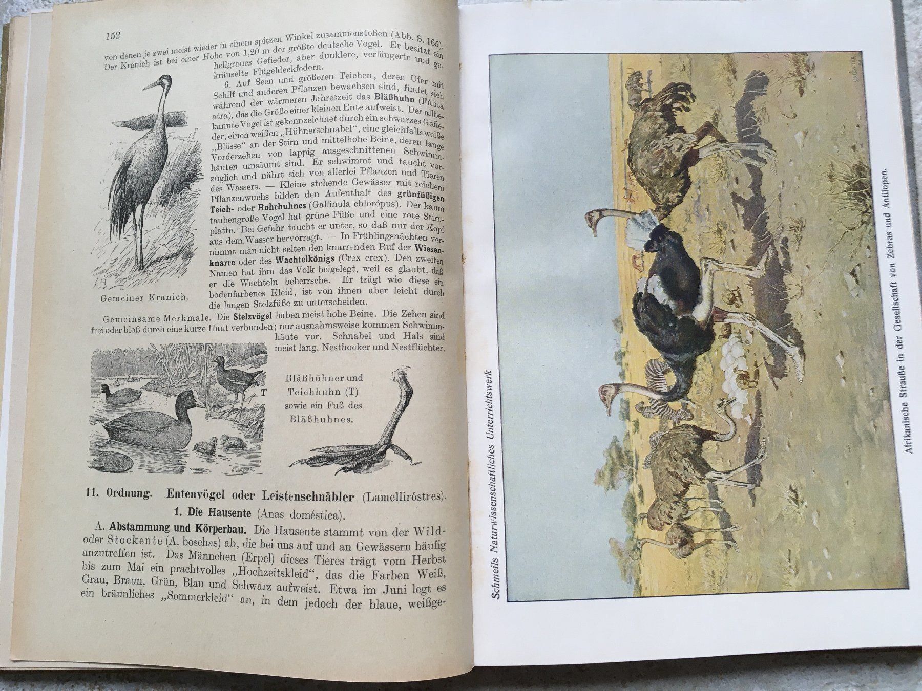 Libri: Antikes Tierkunde-Buch 1926 – Usato da Wettingen venduto da Ecaramel 7