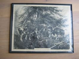 Bild "Unter der Wettertanne"