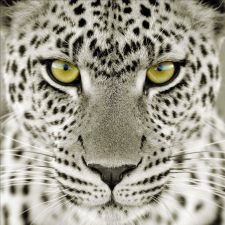 Profile image of Aargauer_AG