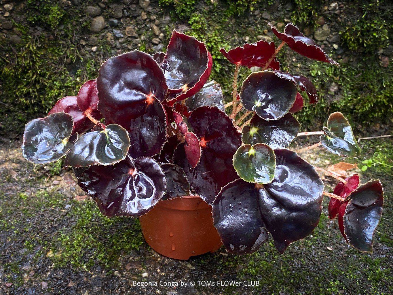 Piante & sementi: Begonia Conga - wunderschöne samte burgundy Blätter – Nuovo e nell'imballaggio originale da Adliswil venduto da MarkyForest 6