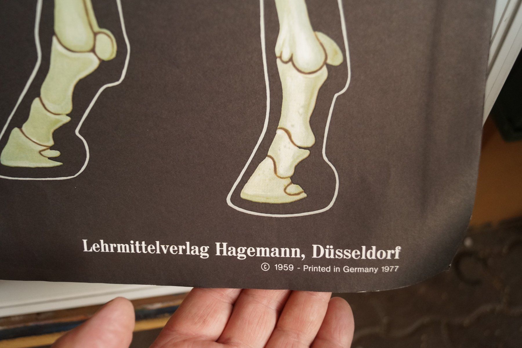 Foto & Immagini: Schulwandbild Pferd - Anatomie - Top Zustand! – Usato da Härkingen venduto da sammelbecken 4
