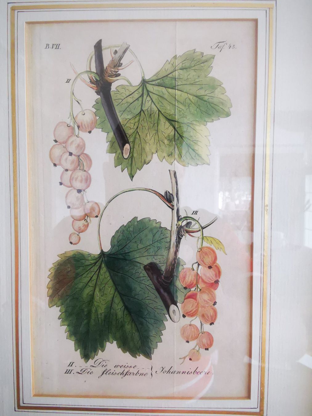 Cornici: Kupferstich, ca. 1816-29, "Weisse Johannisbeere" – Usato da Dübendorf venduto da aschiduebendorf 1