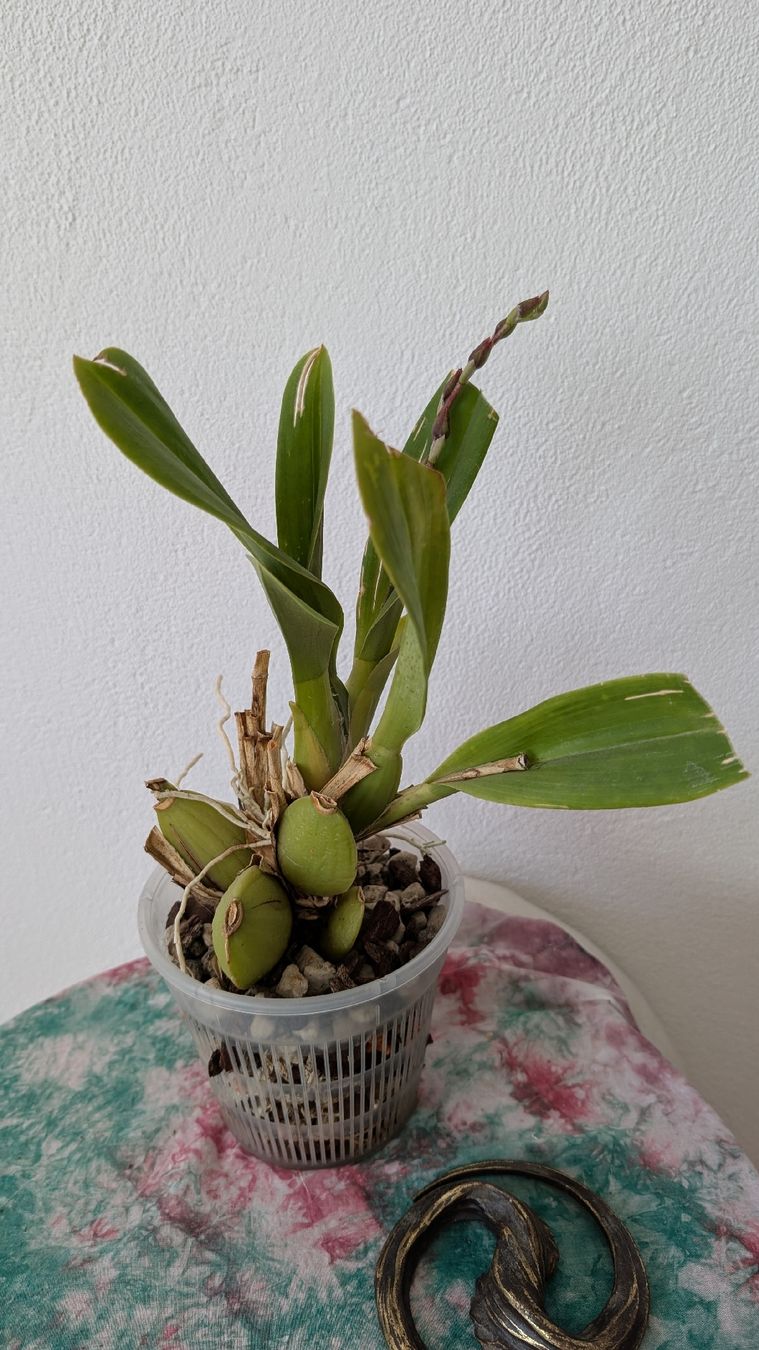 Pflanzen & Samen: Cambria Orchidee – Gebraucht aus Untervaz von Lyraia