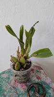 Cambria Orchidee