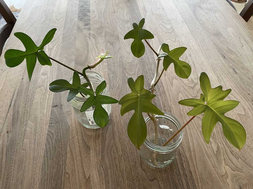 Philodendron Florida Green Steckling (Neu (gemss Beschreibung)) in Olten  fr CHF 12  mit Lieferung auf Ricardo kaufen