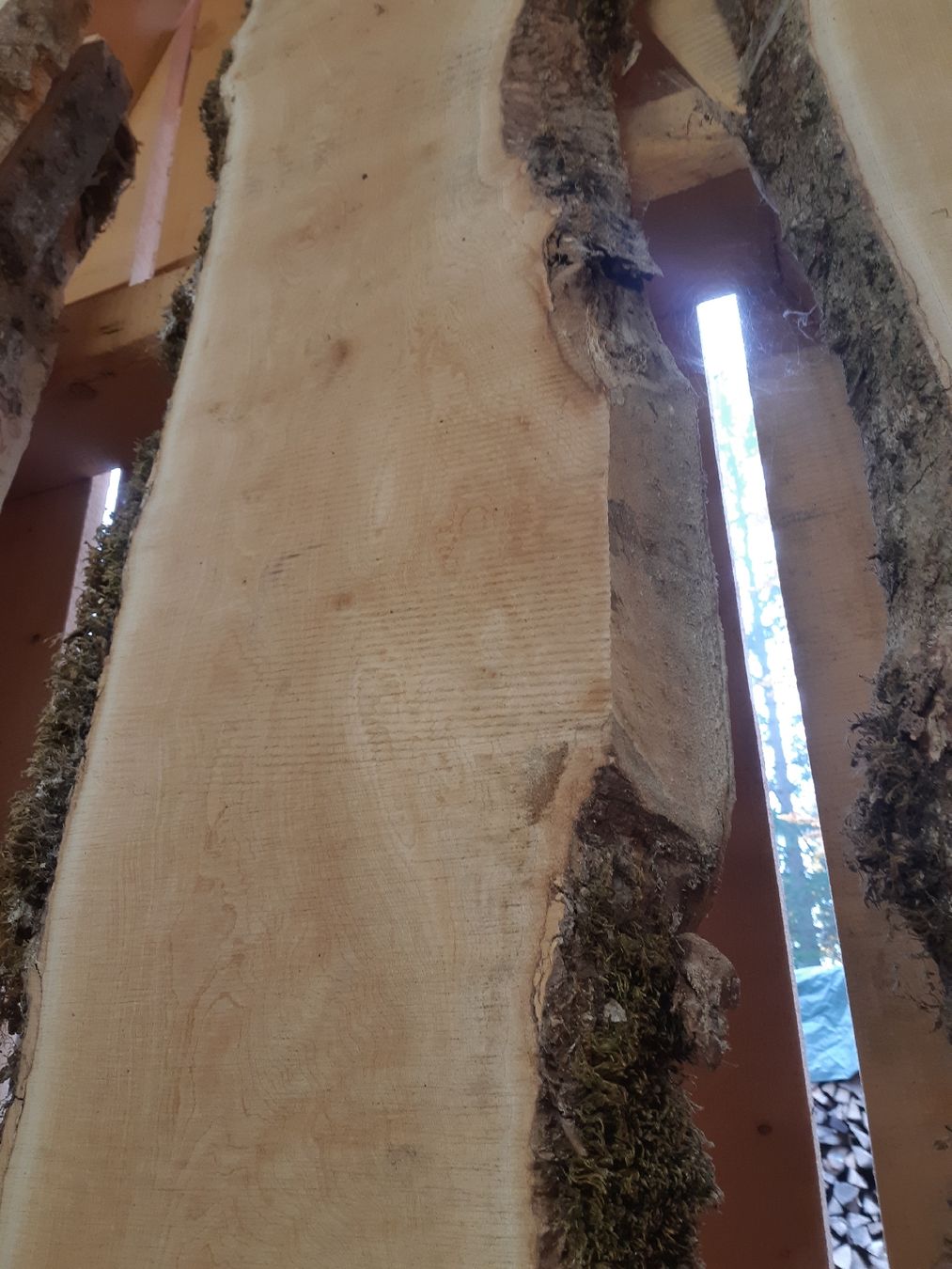 Articoli in legno: Bergahorn Bolen Bretter Nr.3 – Nuovo (secondo la descrizione) da Grindelwald venduto da carro5 2