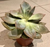 Graptopetalo “GRAPTOPETALUM PARAGUAYENSE