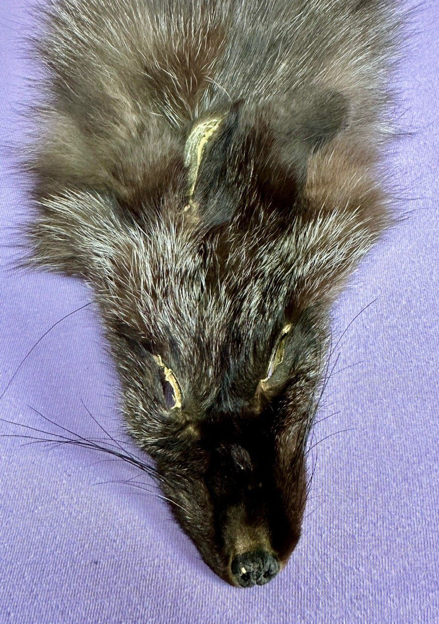 Il mondo degli animali: Echtes Silber Fuchs Fell - Neu – Nuovo (secondo la descrizione) da Thun venduto da Abalona3600 1
