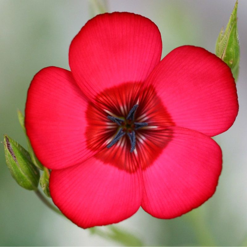Piante & sementi: 200 Lein Samen LINUM RUBRUM – Nuovo (secondo la descrizione) da Ehrendingen venduto da VerveinaSamen 5