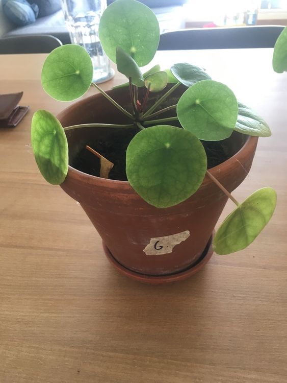 Pilea Peperomioides Ufopflanze Glckstaler  Groe Dekorative Zimmerpflanze  Ca. 25-35 Cm