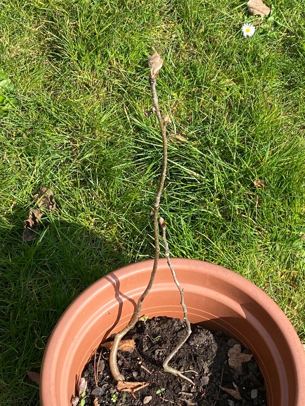 Piante & sementi: 2 junge Vogelbeeren 30 cm gross! – Nuovo (secondo la descrizione) da Gerlikon venduto da jabadabadu 2