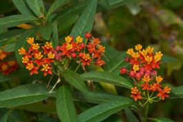 Seidenblume (Asclepias curassavica) - eine Pflanze!