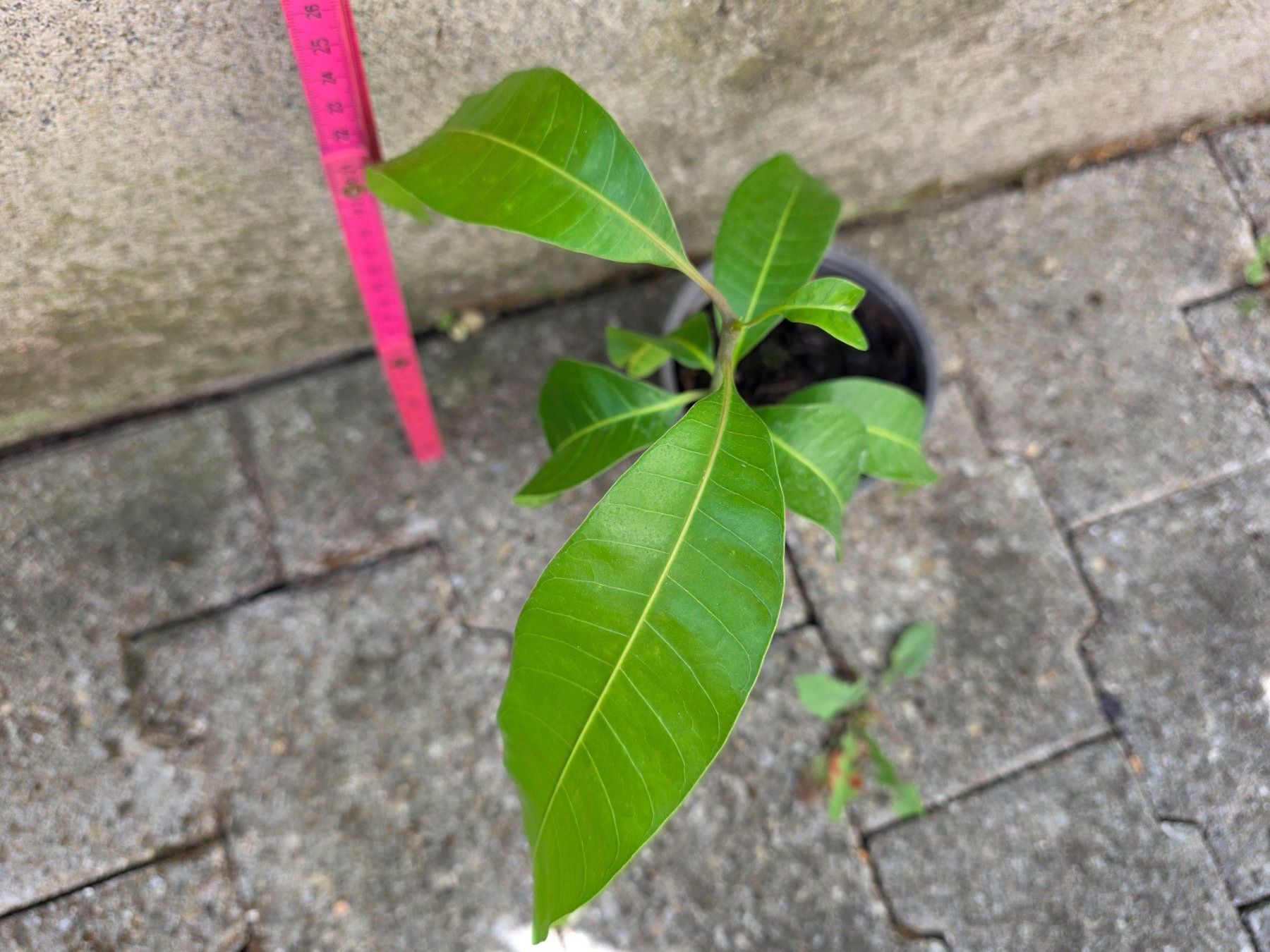 Pflanzen & Samen: Mango Baum Sämling – Neu (gemäss Beschreibung) aus Thalheim von silvara01 1