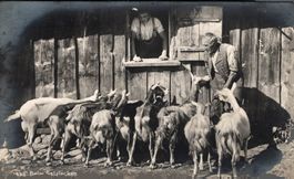 Appenzeller Sennen mit Ziegen